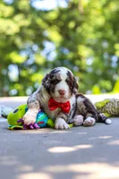 Kenny, a male Bernedoodle for sale in Dundee, OH – 3 of 7