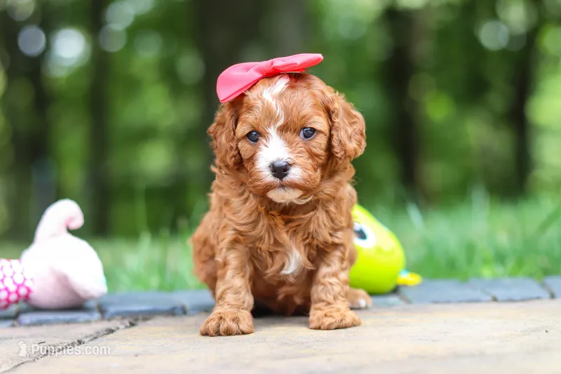 Natasha – Cavapoo puppy for sale in Dundee, OH
