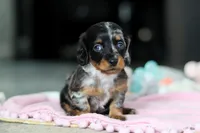 AKC Ruby, a female Miniature Dachshund for sale in Dundee, OH – 3 of 6