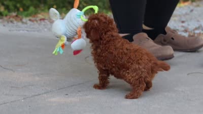 Grace, a female Poodle - Toy  for sale in Dundee, OH – 9 of 9