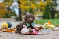 Nemo, a male Bernedoodle for sale in Dundee, OH – 4 of 8