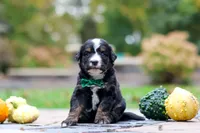 Kyle, a male Bernedoodle for sale in Dundee, OH – 4 of 9