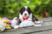 Maverick, a male Bernedoodle for sale in Dundee, OH – 10 of 10