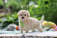 Kobe, a male Maltipoo for sale in Dundee, OH – 3 of 8