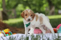 AKC Nash, a male Poodle - Standard  for sale in Dundee, OH – 7 of 8