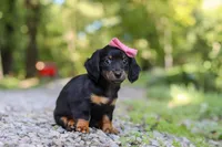 AKC Everly, a female Miniature Dachshund for sale in Dundee, OH – 4 of 8