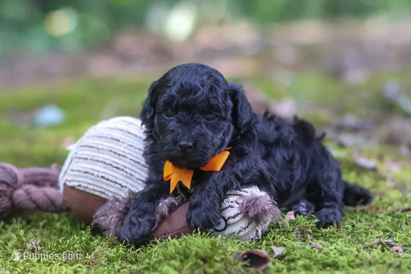 AKC Wilson – Poodle - Toy  puppy for sale in Dundee, OH