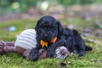 AKC Wilson, a male Poodle - Toy  for sale in Dundee, OH – 1 of 9