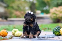 Millie, a female Bernedoodle for sale in Dundee, OH – 4 of 8