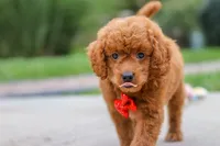 Bodie, a male Goldendoodle for sale in Dundee, OH – 7 of 10