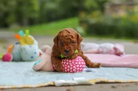 Kobe, a male Goldendoodle for sale in Dundee, OH – 2 of 6