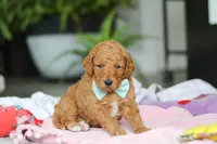 Marley, a male Miniature Goldendoodle for sale in Dundee, OH – Photo 5 of 5