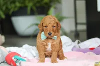 Marley, a male Miniature Goldendoodle for sale in Dundee, OH – Photo 4 of 5