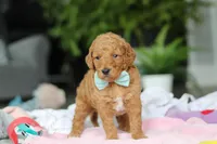 Marley, a male Miniature Goldendoodle for sale in Dundee, OH – Photo 3 of 5