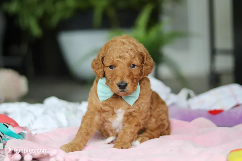 Marley – Miniature Goldendoodle puppy for sale in Dundee, OH