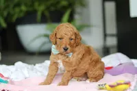 Marley, a male Miniature Goldendoodle for sale in Dundee, OH – Photo 2 of 5