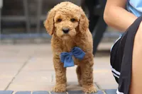 AKC Blaze, a male Poodle - Standard  for sale in Dundee, OH – 7 of 8