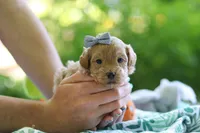 Bella, a female Maltipoo for sale in Dundee, OH – 3 of 4