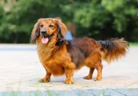 AKC Alex, a male Miniature Dachshund for sale in Dundee, OH – 6 of 6