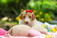 AKC Willow, a female Poodle - Standard  for sale in Dundee, OH – 6 of 8