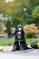 Kyle, a male Bernedoodle for sale in Dundee, OH – 2 of 9
