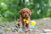 Victor, a male Cavapoo for sale in Dundee, OH – 2 of 10
