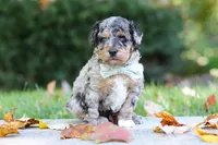 Emmett, a male Miniature Aussiedoodle for sale in Dundee, OH – 4 of 10