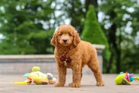 Caleb, a male Miniature Goldendoodle for sale in Dundee, OH – 9 of 10