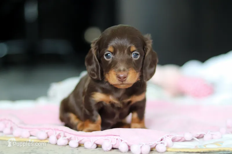 AKC Chase – Miniature Dachshund puppy for sale in Dundee, OH