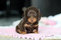 AKC Chase, a male Miniature Dachshund for sale in Dundee, OH – 1 of 5