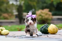 Savannah, a female Bernedoodle for sale in Dundee, OH – 3 of 5
