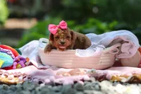 Leah, a female Poodle - Toy  for sale in Dundee, OH – 4 of 9