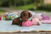Nemo, a male Miniature Dachshund for sale in Dundee, OH – 8 of 9