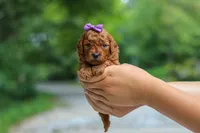 Bella, a female Goldendoodle for sale in Dundee, OH – 2 of 6