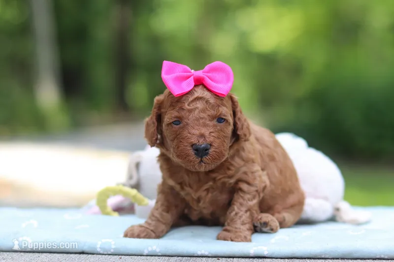 Jewel – Miniature Goldendoodle puppy for sale in Dundee, OH