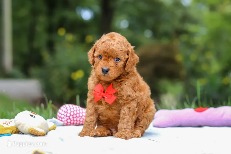 Clark – Goldendoodle puppy for sale in Dundee, OH