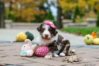 Rosie, a female Bernedoodle for sale in Dundee, OH – 2 of 6