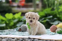 Kobe, a male Maltipoo for sale in Dundee, OH – 5 of 8