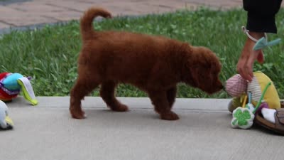 Bodie, a male Goldendoodle for sale in Dundee, OH – 10 of 10