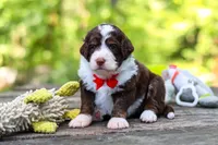 Maverick, a male Bernedoodle for sale in Dundee, OH – 8 of 10