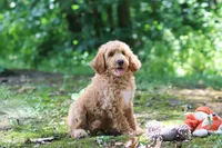 AKC Leo, a male Poodle - Standard  for sale in Dundee, OH – 1 of 6