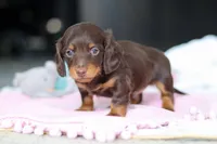 AKC Chase, a male Miniature Dachshund for sale in Dundee, OH – 4 of 5