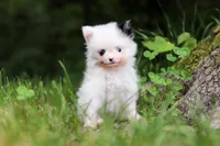 Kitty, a female Pomeranian for sale in Dundee, OH – 5 of 10