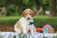 AKC Nash, a male Poodle - Standard  for sale in Dundee, OH – 5 of 8