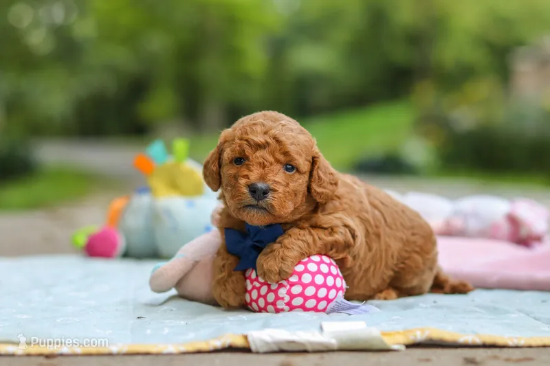 Bluey – Goldendoodle puppy for sale in Dundee, OH