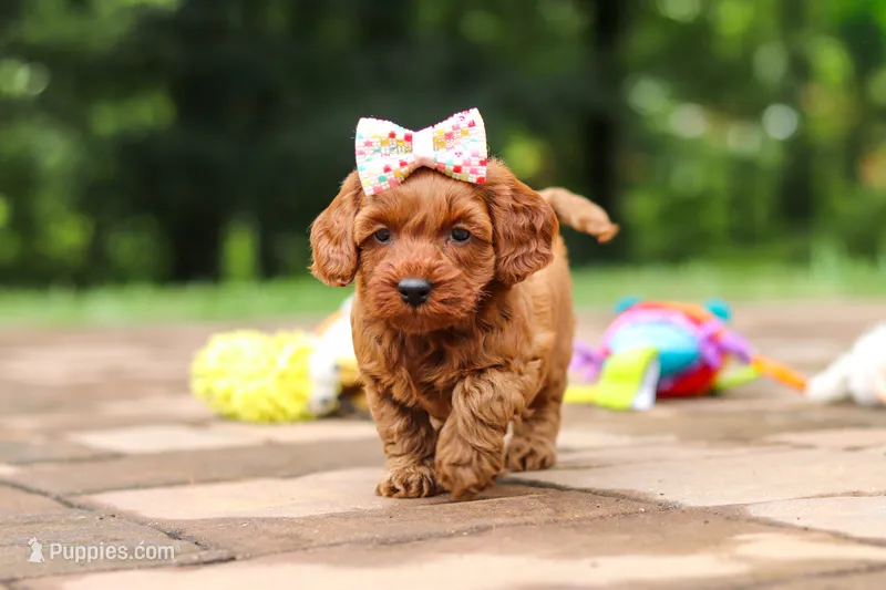 Jovie – Miniature Goldendoodle puppy for sale in Dundee, OH