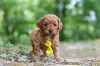 Victor, a male Cavapoo for sale in Dundee, OH – 8 of 10