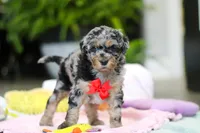 Jackson, a male Miniature Aussiedoodle for sale in Dundee, OH – Photo 2 of 5