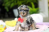 Jackson, a male Miniature Aussiedoodle for sale in Dundee, OH – Photo 3 of 5