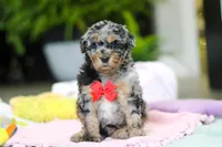Jackson, a male Miniature Aussiedoodle for sale in Dundee, OH – Photo 1 of 5